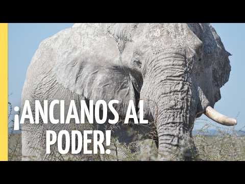 VIEJOS PERO MORTALES: El Poder de la Edad en la Naturaleza | Episodio Completo