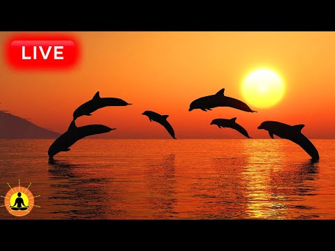 This livestream has ended. We will release a new version of this livestream soon. See link below.