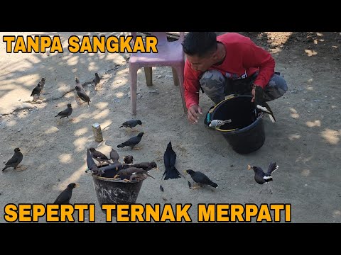 MOMEN YANG KITA TUNGGU_AKHIRNYA MENETASJUGA TELUR-TELUR BURUNG INI