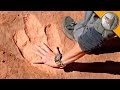 Dinosaur Tracks and Safety Adventures