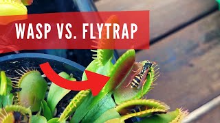 Dionaea Muscipula eating insect wasp gets eaten alive giant venus flytrap carnivorous plant eating