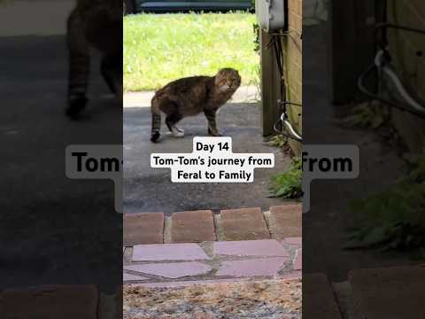 Day 14 Tom-Tom's journey from Feral to Family #rescuestory #katiecats #feraltofamily #feralcatrescue