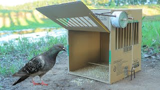 Simple Quick Pigeon Trap Make From Cardboard Box - Easy Creative Bird Trap