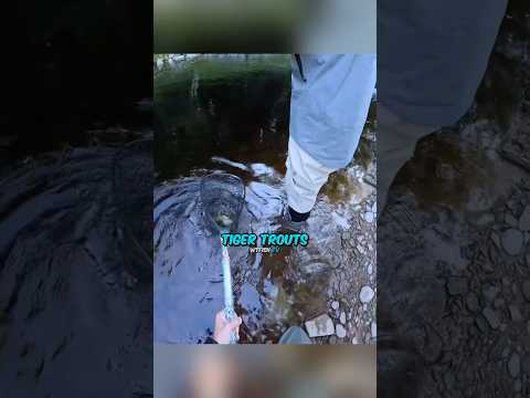 Now thats an Epic Fish😮‍💨
