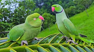 Green Ringneck Parrot Talking Sounds