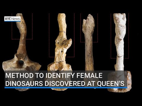 YouTube video thumbnail: Method to Identify Female Dinosaurs Discovered at Queen’s
