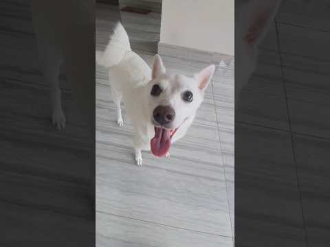 শুধু ওষুধ খেতে বলেছি #dog #doglover #shorts