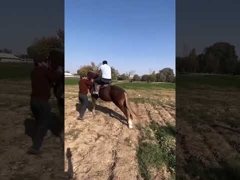 حصان هائج يصعب السيطره عليه