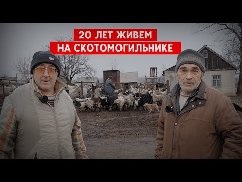 Животные массово гибнут. В селе Ставарваровка Донецкой области - своя война из-за стада коз