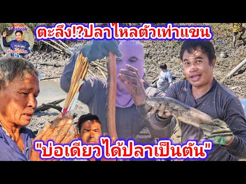 ตะลึง!? ปลาไหลตัวเท่าแขน บ่อเดียวได้ปลาเป็นตัน| พี่อ๋อ ลูกอิสาน