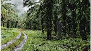 Part 2: In Search for Bigfoot Hiding In The Jungles of Klin Wara!