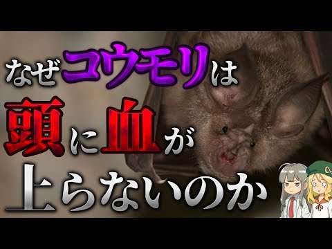 【疑問】なぜコウモリは頭に血が上らないのか？【解説】