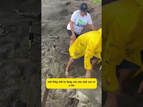 Giải cứu rùa mắc cạn