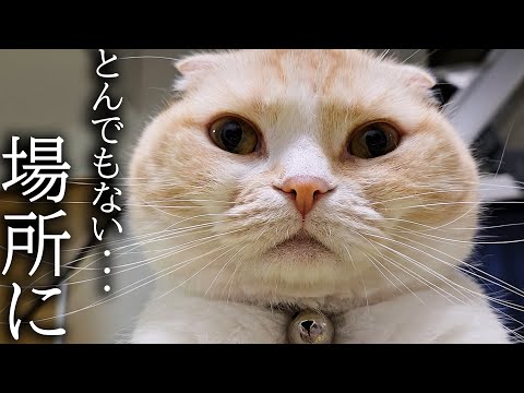 深夜に猫にこっそりついて行くととんでもない場所に秘密基地を...