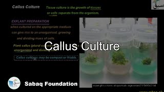 Callus Culture