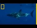 Shark Identification and Behavior