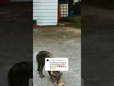 #dog #short #shortvideo