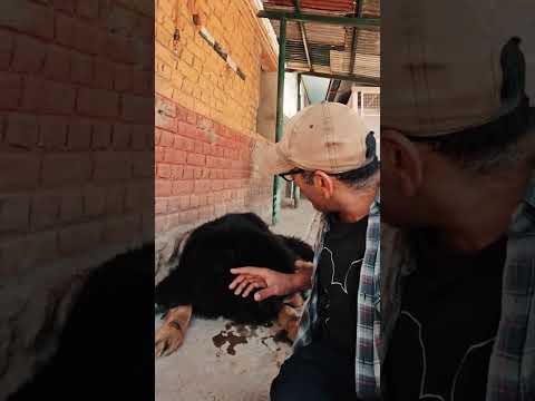 Tibetan mastiff dog hair wool #peepalfarm
