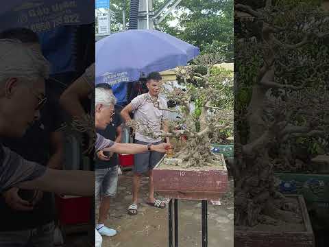 Làm thế ai chơi | Gã Đầu Bạc - Vua Tùng