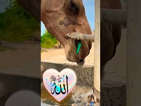 Allah #tranding #animals #shortsfeed