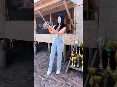Pigeon lovers 🕊🔥👑 #pigeon #kabootar #güvercin #kabutar #shorts #status #video #foryou #fyp