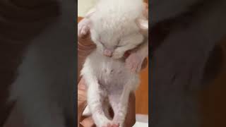 ポメチーが一生懸命お世話#保護猫 #保護猫達の日常 #ねこ #ねこのいる生活 #白猫 #子猫#きょうだい #赤ちゃん#育児放棄#保護