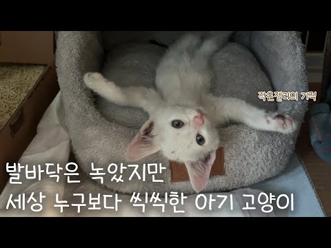 발바닥은 녹았지만.. 세상 누구보다 씩씩한 아기 고양이!