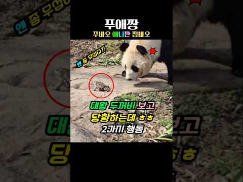 왕두꺼비에 당황한 판다 루이루이 2가지 행동?