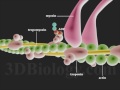 Muscle Contraction Mechanisms