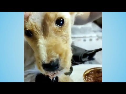 Those tears broke my heart, the tears of sadness and loneliness of the puppy