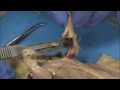 Exploring the Skeletal System through Rat Dissection