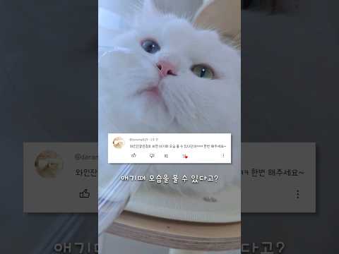 백설이를 와인잔으로 보면 생기는 일