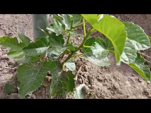 Los arbolitos siguen creciendo y algunos dando sus primeros frutos