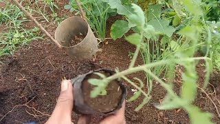 alat tanam tomat 🍅 pakai alat pelubang mulsa