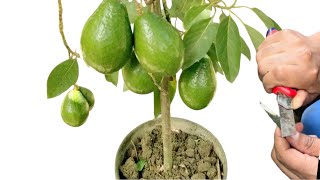 Como injertar aguacate 100 % garantizado 