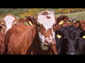 Body Condition Scoring in Cattle