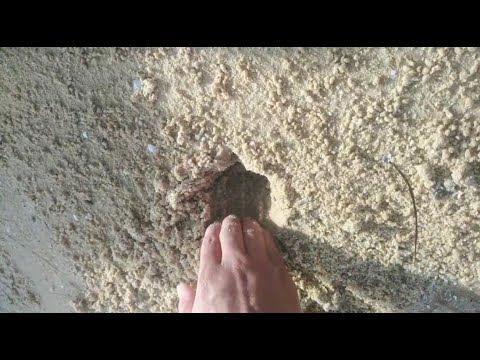 Catching A Crab on the Beach