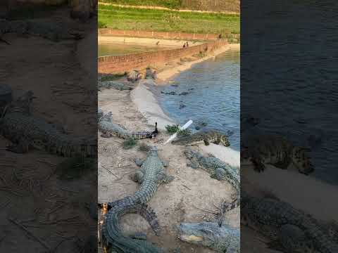#crocodile #alligator #florida #everglades #miami #usa #travel #wildlife #nature #crocodiles