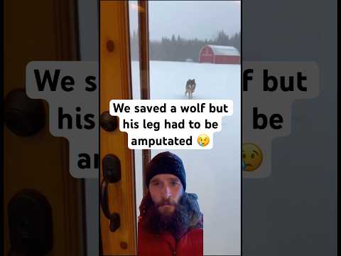 This poor wolf, I’m glad we were able to save him 🥹 #wolf #wholesome #animals #animalrescue #vet