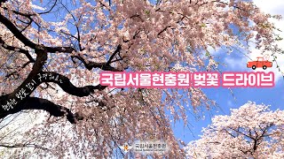 🌸2022년 4월 국립서울현충원 벚꽃 드라이브🚗 🌸 대표이미지
