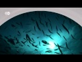 Ocean Acidification and Marine Life Effects