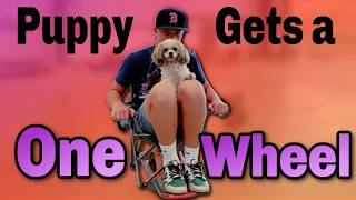 Special One Wheel for Our DOG!!