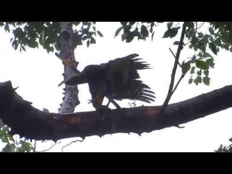 20150817鳳頭蒼鷹雨中玩老鼠 - YouTube(44秒)