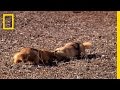 Prairie Dog Behavior and Ecology