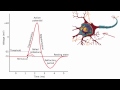 Understanding Refractory Periods in Neurons