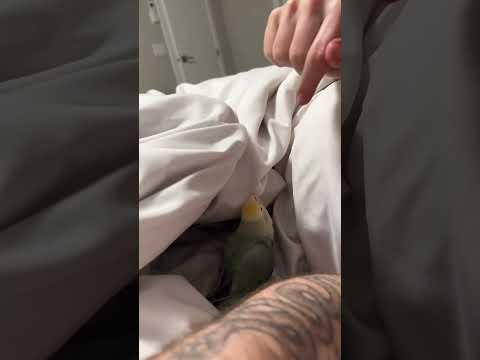 Prince vs bed #tiktok #birds #funnyanimals #funny #funnypets #petsrule #tiktokers #couples #pets
