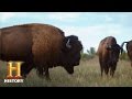 Bison Management and Conservation Strategies