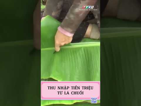 Thu nhập tiền triệu từ lá chuối