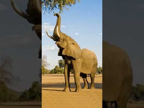 A 25 -year-old strong male elephant is fighting for leaves! 🐘🌿 #Elephant #Life #Savanna #Giants