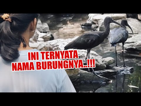 SI BURUNG PARUH PEDANG YANG SUARANYA MISTERIUS - KAYA SOGOK ONTONG RAKSASA KATA ANAKU